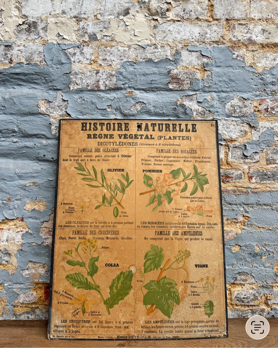 Set of Deyrolle learning posters