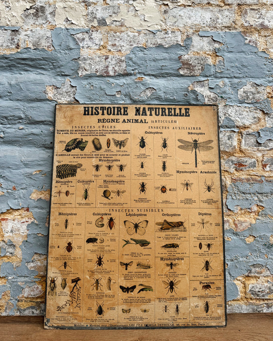 Set of Deyrolle learning posters