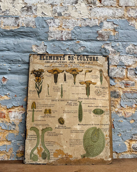 Set of Deyrolle learning posters