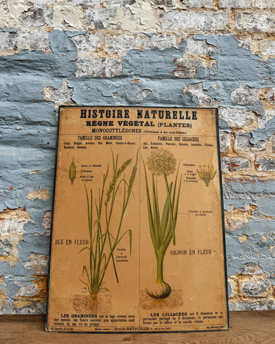 Set of Deyrolle learning posters