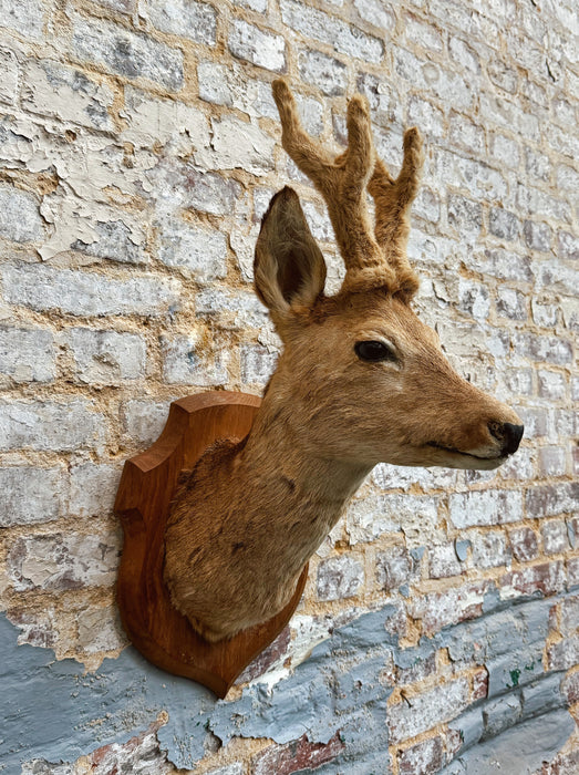 Trophée de chasse
