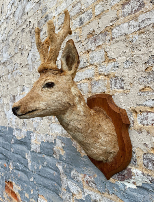 Trophée de chasse