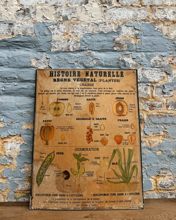 Set of Deyrolle learning posters