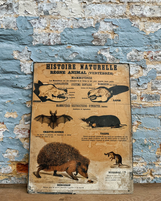 Set of Deyrolle learning posters