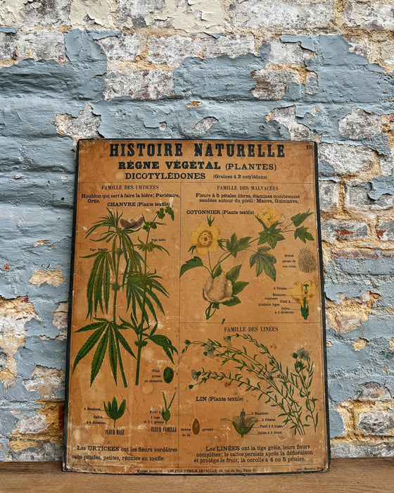 Set of Deyrolle learning posters