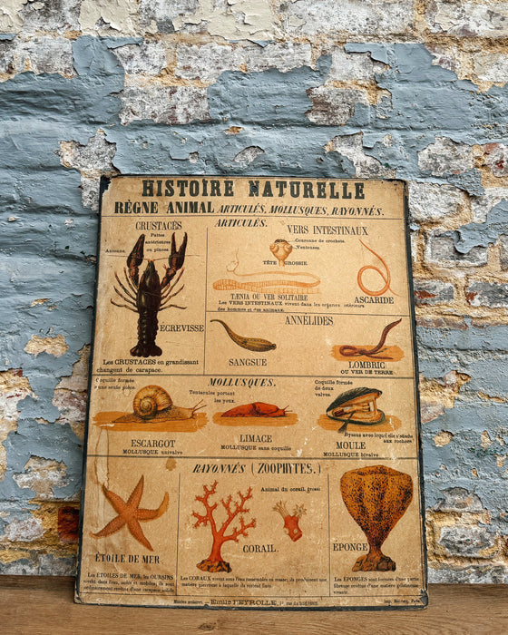 Set of Deyrolle learning posters