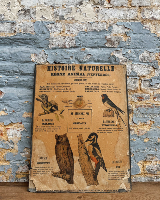 Set of Deyrolle learning posters