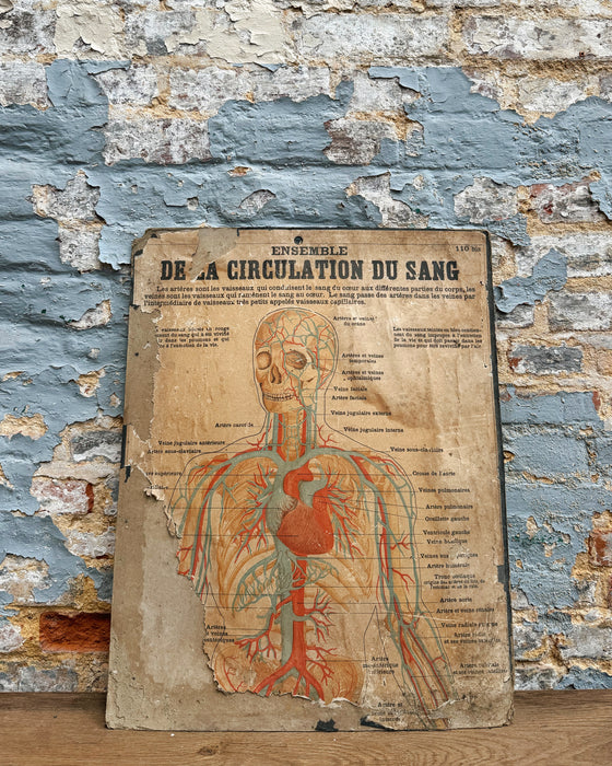 Set of Deyrolle learning posters