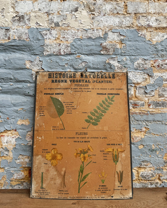 Set of Deyrolle learning posters
