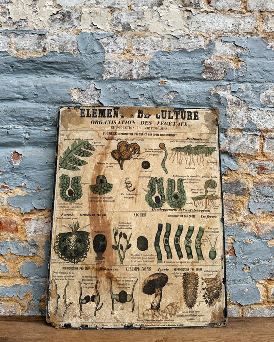 Set of Deyrolle learning posters