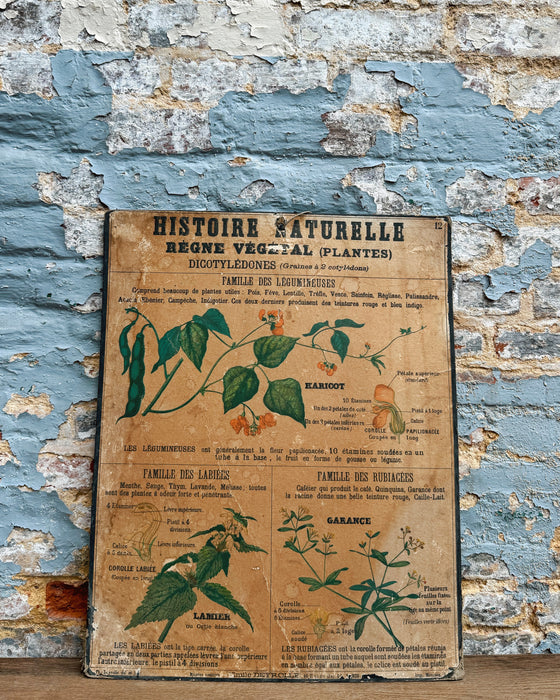 Set of Deyrolle learning posters