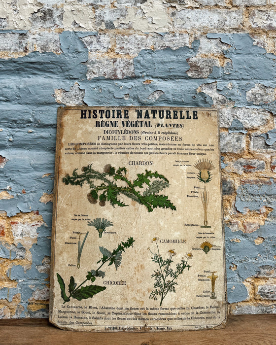 Set of Deyrolle learning posters