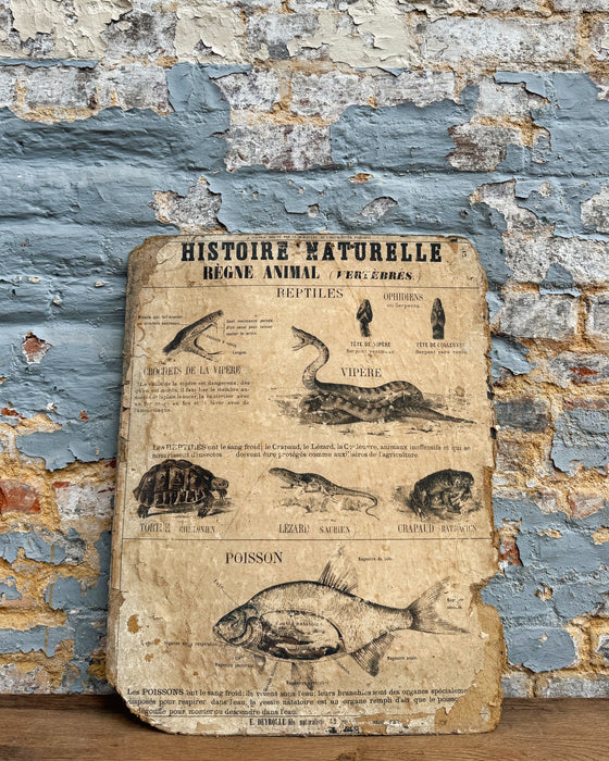 Set of Deyrolle learning posters