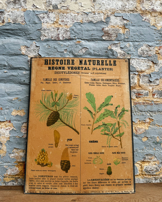 Set of Deyrolle learning posters