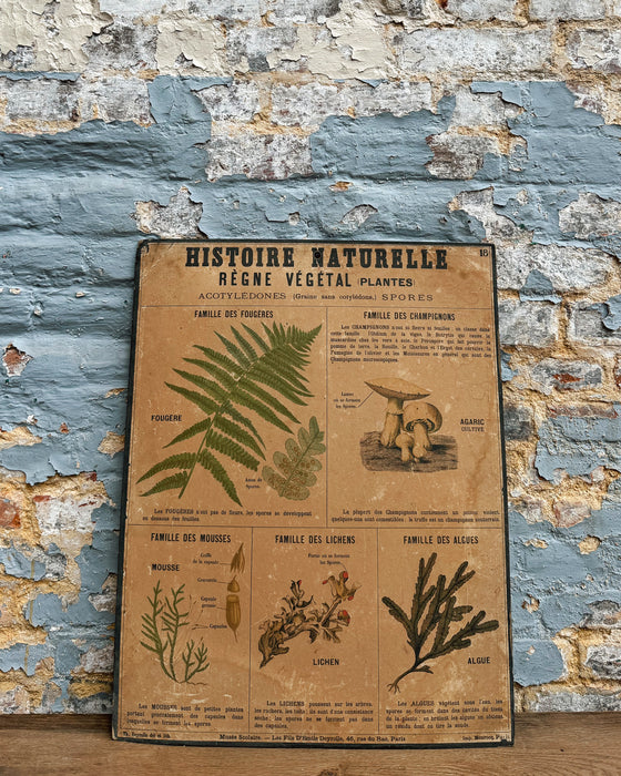 Set of Deyrolle learning posters