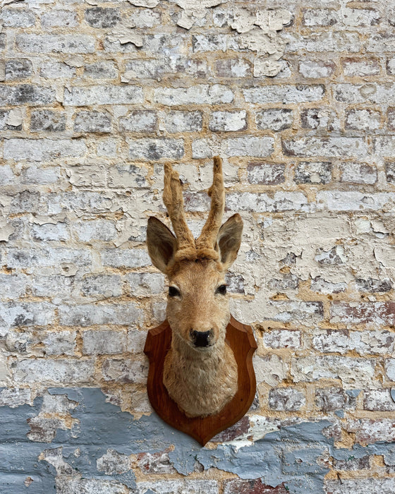 Trophée de chasse