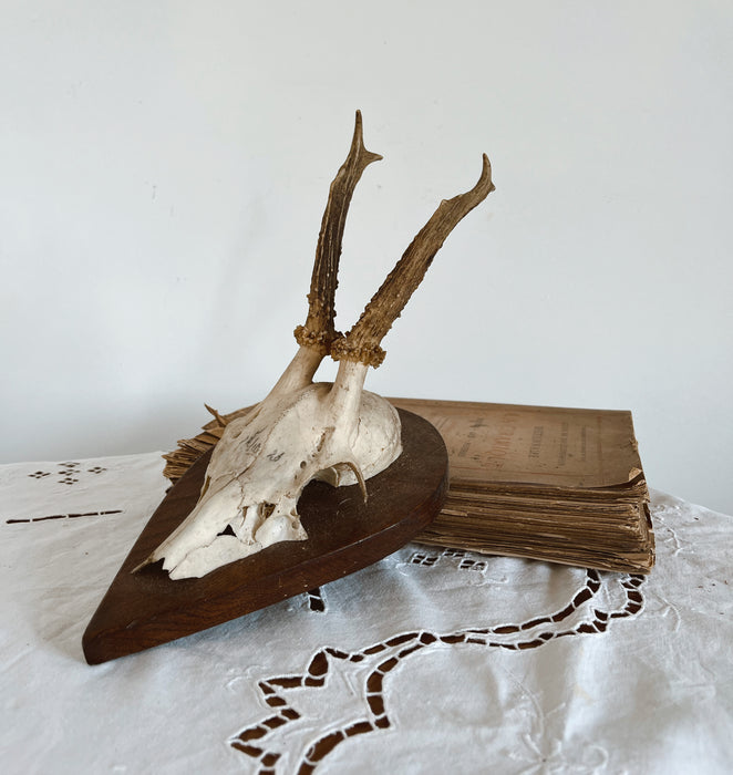 Hunting trophy