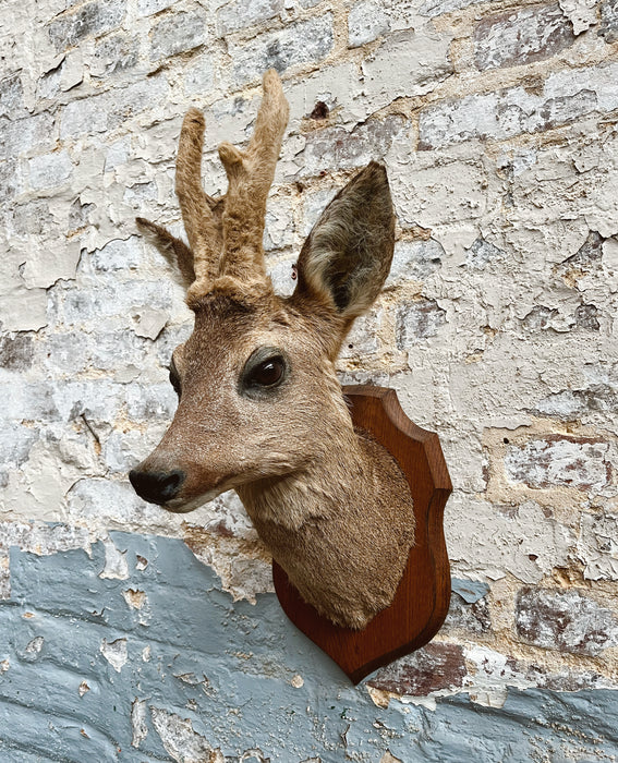 Trophée de chasse